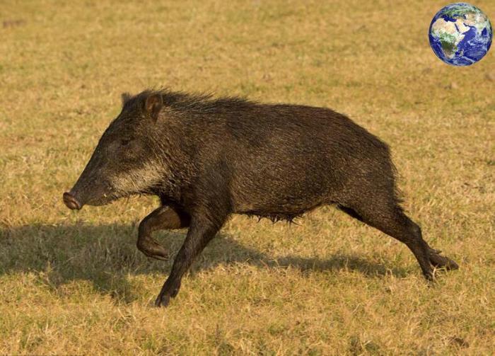 平头的果然都不好惹，300年前有种平头猪，就算剑齿虎见了都怕（平头猪啥意思）