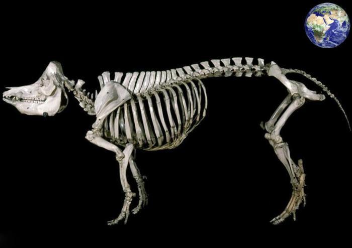 平头的果然都不好惹，300年前有种平头猪，就算剑齿虎见了都怕（平头猪啥意思）