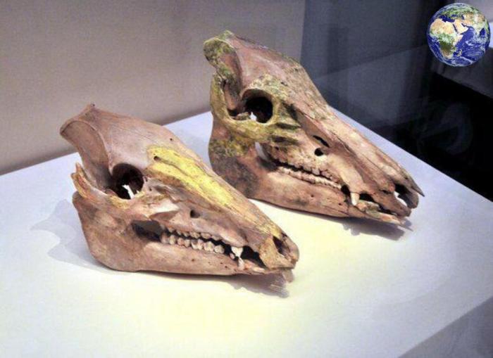 平头的果然都不好惹，300年前有种平头猪，就算剑齿虎见了都怕（平头猪啥意思）