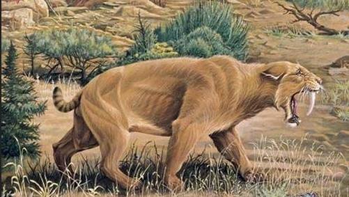 能猎杀猛犸象的剑齿虎能打过老虎狮子吗？这俩原因导致它只能挨打（剑齿虎捕猎猛犸象图片）