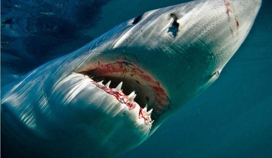 比恐龙更可怕9种动物，发起飙来，它能杀死霸王龙（比恐龙更厉害的动物是什么）