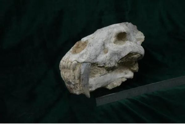 曾经称霸一时的剑齿虎，为何消失了？（剑齿虎打得过老虎吗）