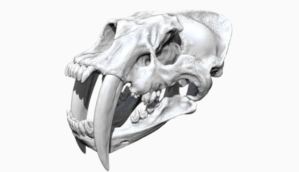 曾经称霸一时的剑齿虎，为何消失了？（剑齿虎打得过老虎吗）