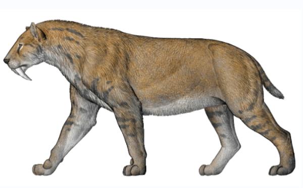 曾经称霸一时的剑齿虎，为何消失了？（剑齿虎打得过老虎吗）