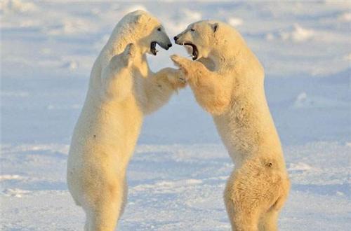 史上最大的巨鹰，身高超2米，捕猎剑齿虎为生，至今都没找到天敌（世界上最大的鹰叫什么鹰）