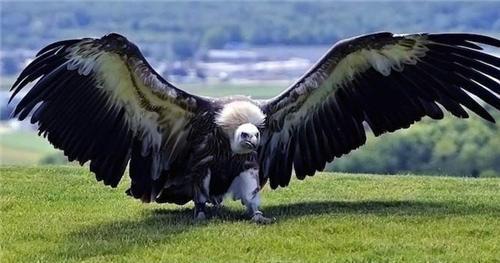史上最大的巨鹰，身高超2米，捕猎剑齿虎为生，至今都没找到天敌（世界上最大的鹰叫什么鹰）