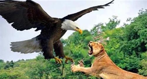 史上最大的巨鹰，身高超2米，捕猎剑齿虎为生，至今都没找到天敌（世界上最大的鹰叫什么鹰）