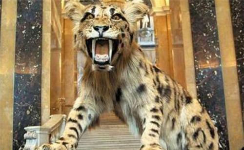 人类真的没有天敌吗？对它的恐惧已刻在基因中，近百年吃掉37万人（除了人类没有天敌的动物）