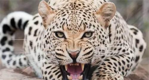 人类真的没有天敌吗？对它的恐惧已刻在基因中，近百年吃掉37万人（除了人类没有天敌的动物）