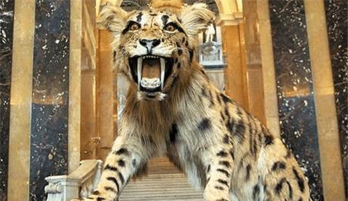 人类真的没天敌! 此动物曾以人类祖先为食, 现今却都爱养它的后代（为什么人类没有天敌也没有泛滥成灾）