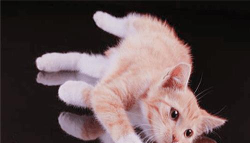 人类真的没天敌! 此动物曾以人类祖先为食, 现今却都爱养它的后代（为什么人类没有天敌也没有泛滥成灾）