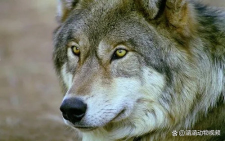 狼的进化史：狼是怎么从野兽变成宠物的？（狼是怎么变出来的）