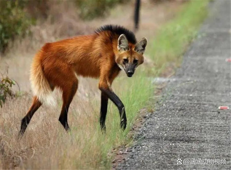 狼的进化史：狼是怎么从野兽变成宠物的？（狼是怎么变出来的）