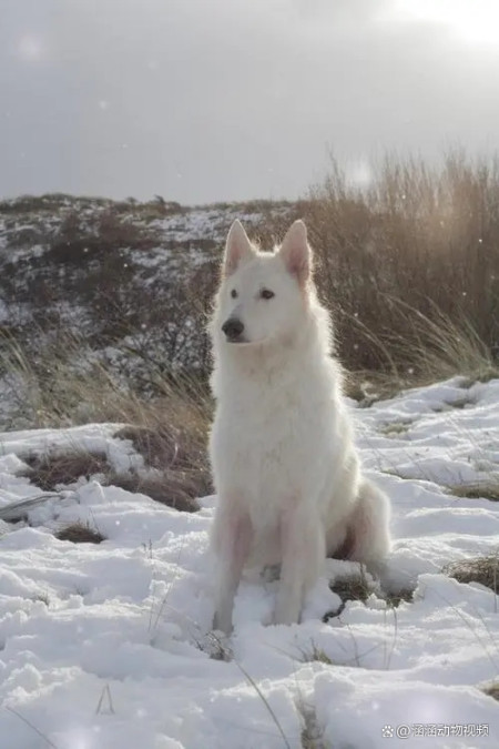 狼的进化史：狼是怎么从野兽变成宠物的？（狼是怎么变出来的）