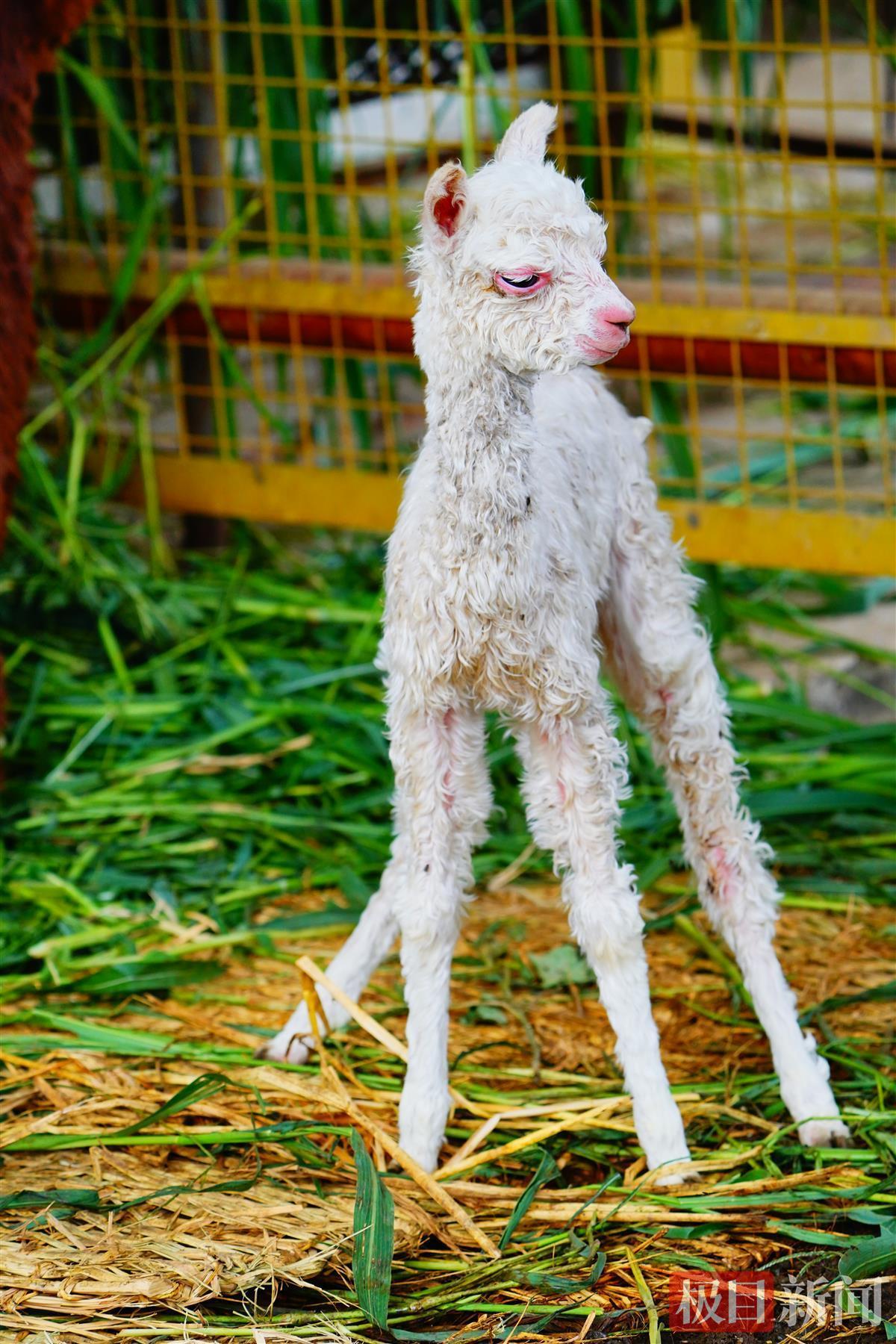 棕色羊驼夫妇诞下雪白小宝？武汉动物园回应-棕色和白色的羊哪个好