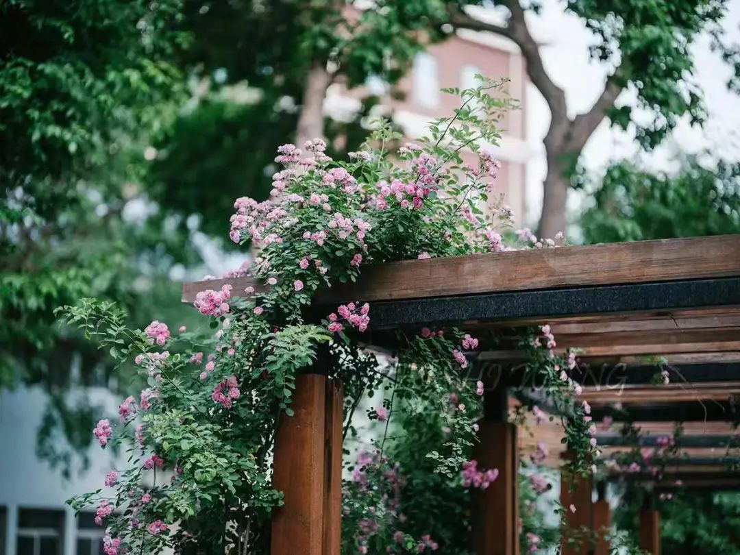 母亲节 | 你是所有的温柔浪漫-你是我的所有,给我温柔是什么歌