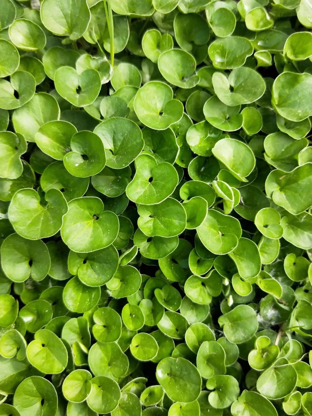 垃圾清理挑战，我们在行动2019-垃圾、清理