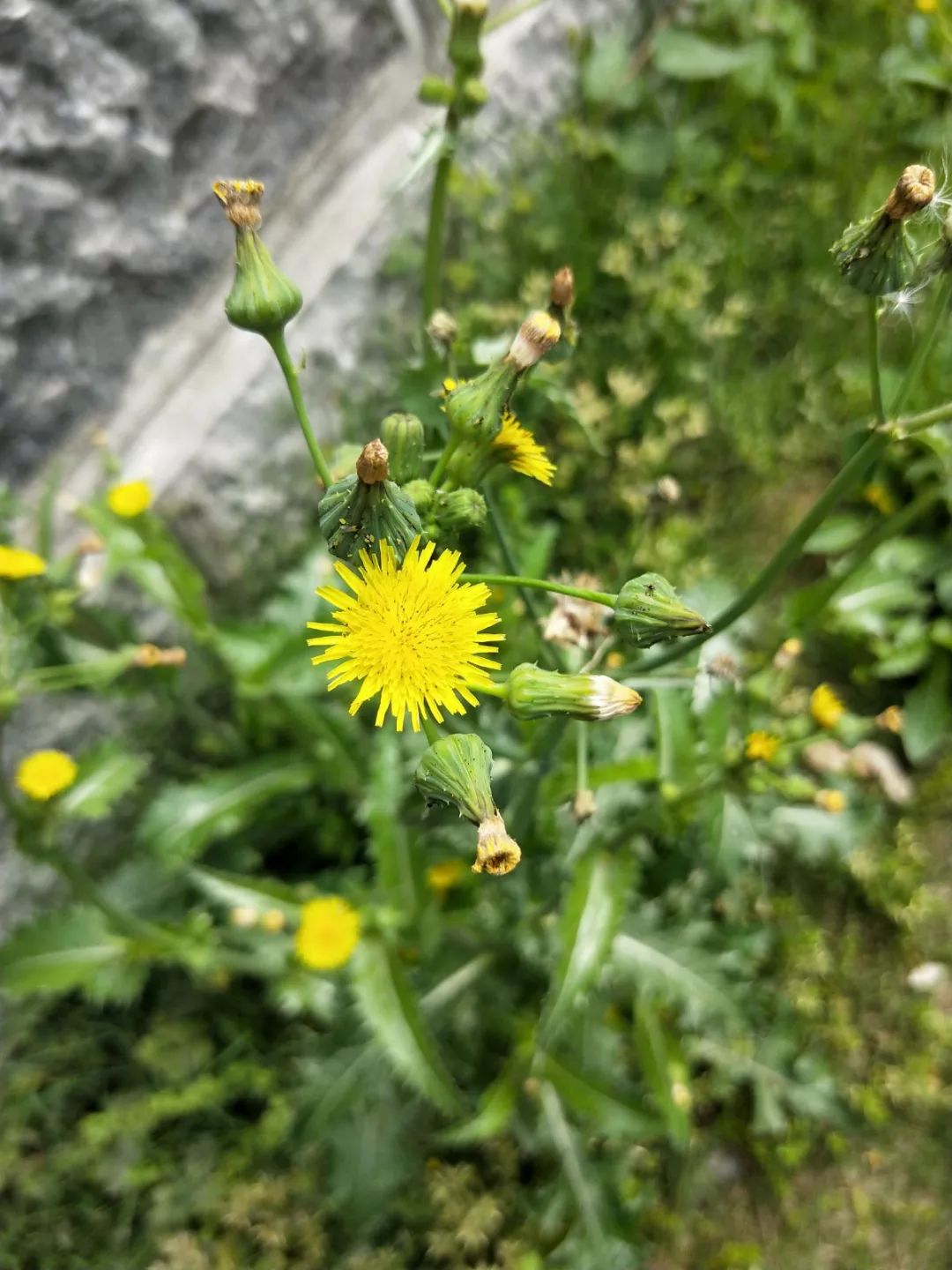 垃圾清理挑战，我们在行动2019-垃圾、清理