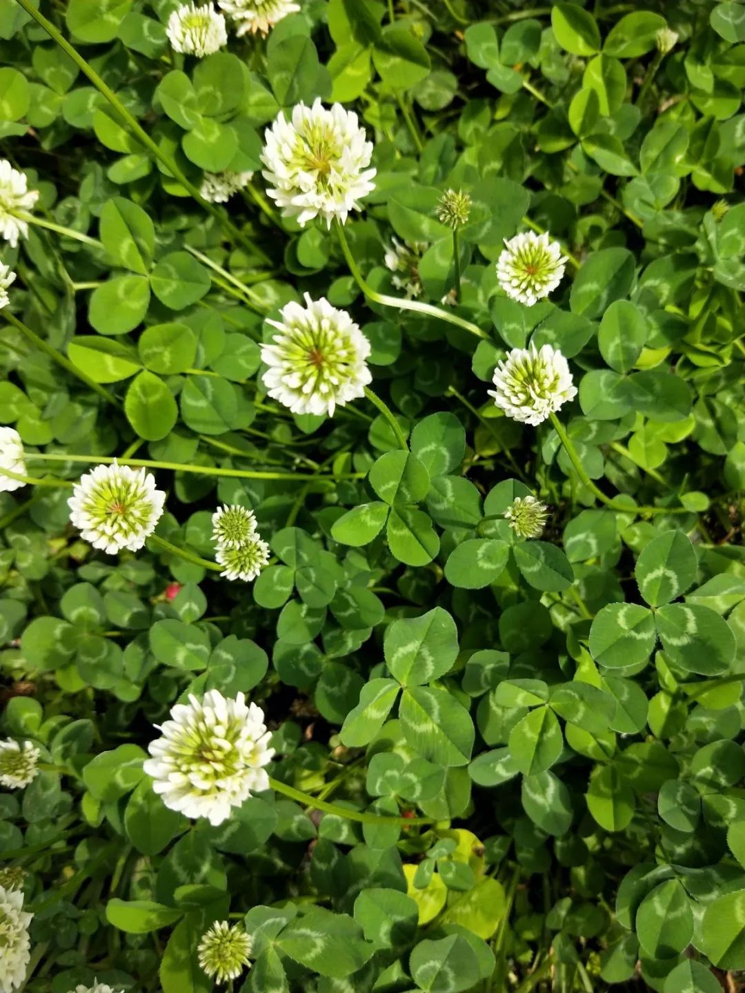 垃圾清理挑战，我们在行动2019-垃圾、清理