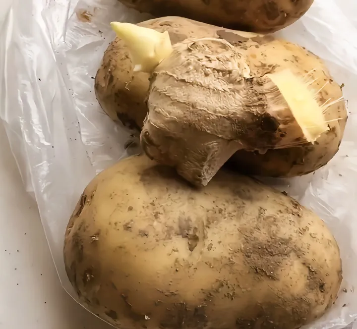 生活中有哪些小妙招？（生活中有哪些小妙招呢）