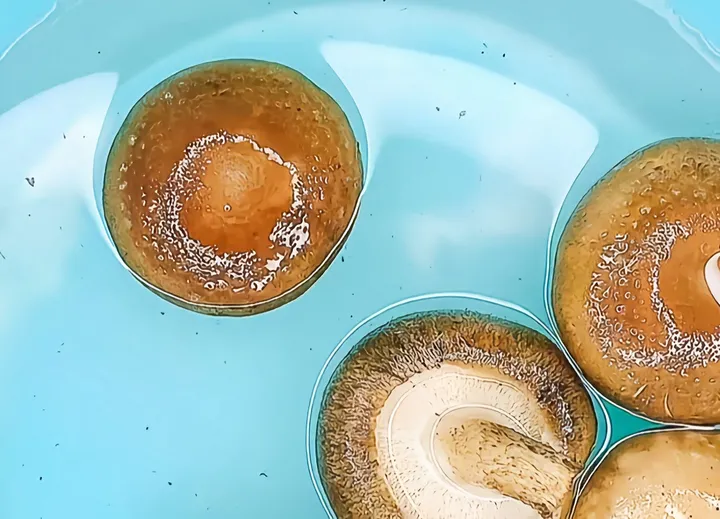 生活中有哪些小妙招？（生活中有哪些小妙招呢）