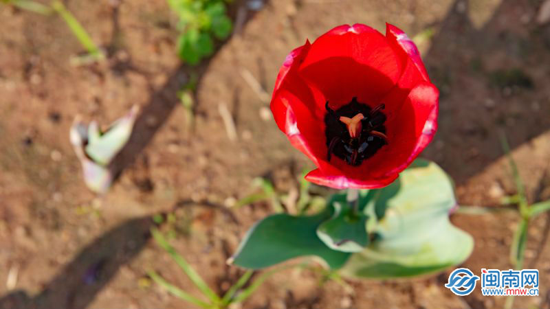 520文案简短情话暖心 最新520表白浪漫的句子 2021520送女朋友甜蜜情话-520文案