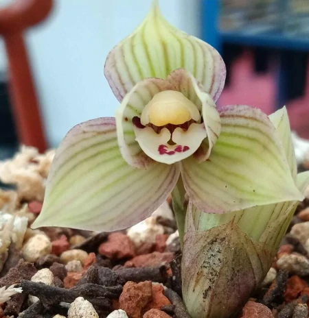 兰花浇水法：冬浇阳，夏浇凉，让你的兰花绽放无限魅力！（兰花秋冬季的浇水时间）