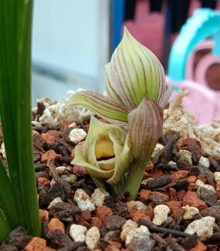 兰花浇水法：冬浇阳，夏浇凉，让你的兰花绽放无限魅力！（兰花秋冬季的浇水时间）