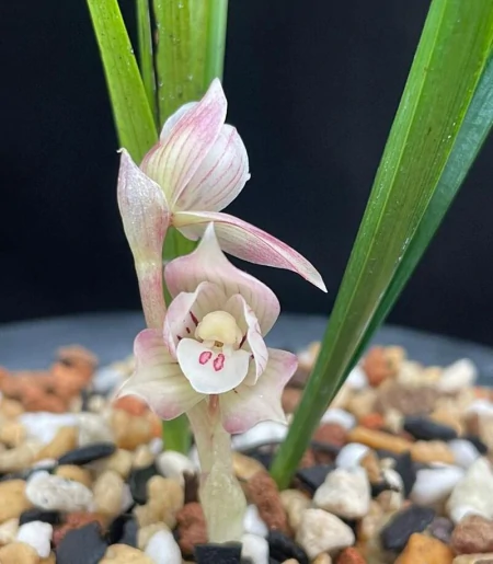 兰花浇水法：冬浇阳，夏浇凉，让你的兰花绽放无限魅力！（兰花秋冬季的浇水时间）