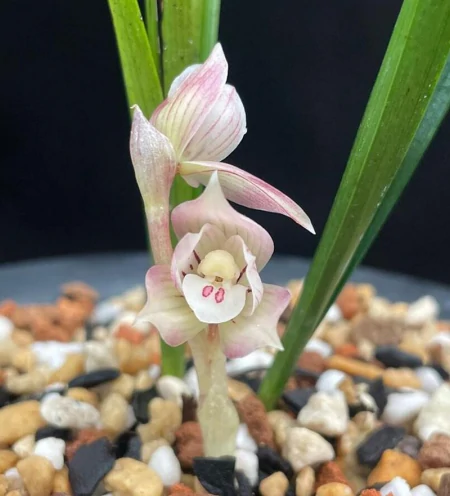 兰花浇水法：冬浇阳，夏浇凉，让你的兰花绽放无限魅力！（兰花秋冬季的浇水时间）