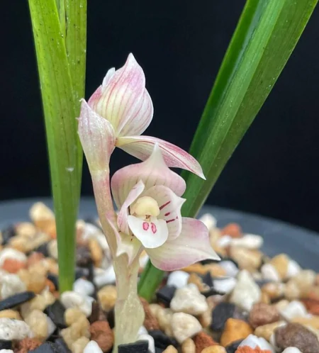 兰花浇水法：冬浇阳，夏浇凉，让你的兰花绽放无限魅力！（兰花秋冬季的浇水时间）