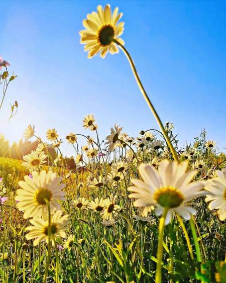 一些超级精致的520文案，句句经典，治愈心灵-520精彩文案