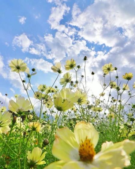 一些超级精致的520文案，句句经典，治愈心灵-520精彩文案