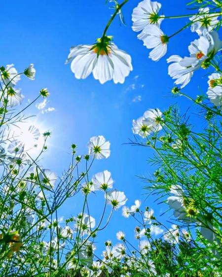 一些超级精致的520文案，句句经典，治愈心灵-520精彩文案