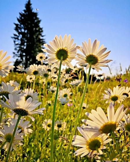 一些超级精致的520文案，句句经典，治愈心灵-520精彩文案