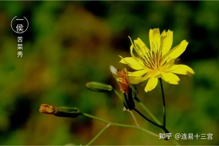 【24节气详解】小满-附养生精要（二十四节气小满的来历）