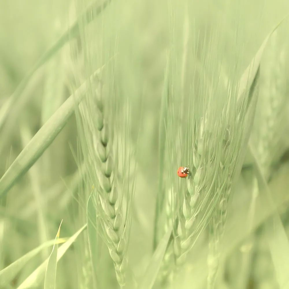 二十四节气｜小满（二十四节气小满的含义是什么）