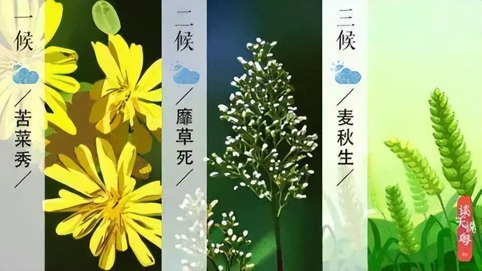 二十四节气｜小满（二十四节气小满的含义是什么）