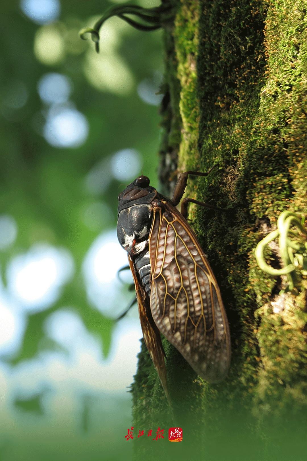 今日，夏至-今天夏至的具体时间