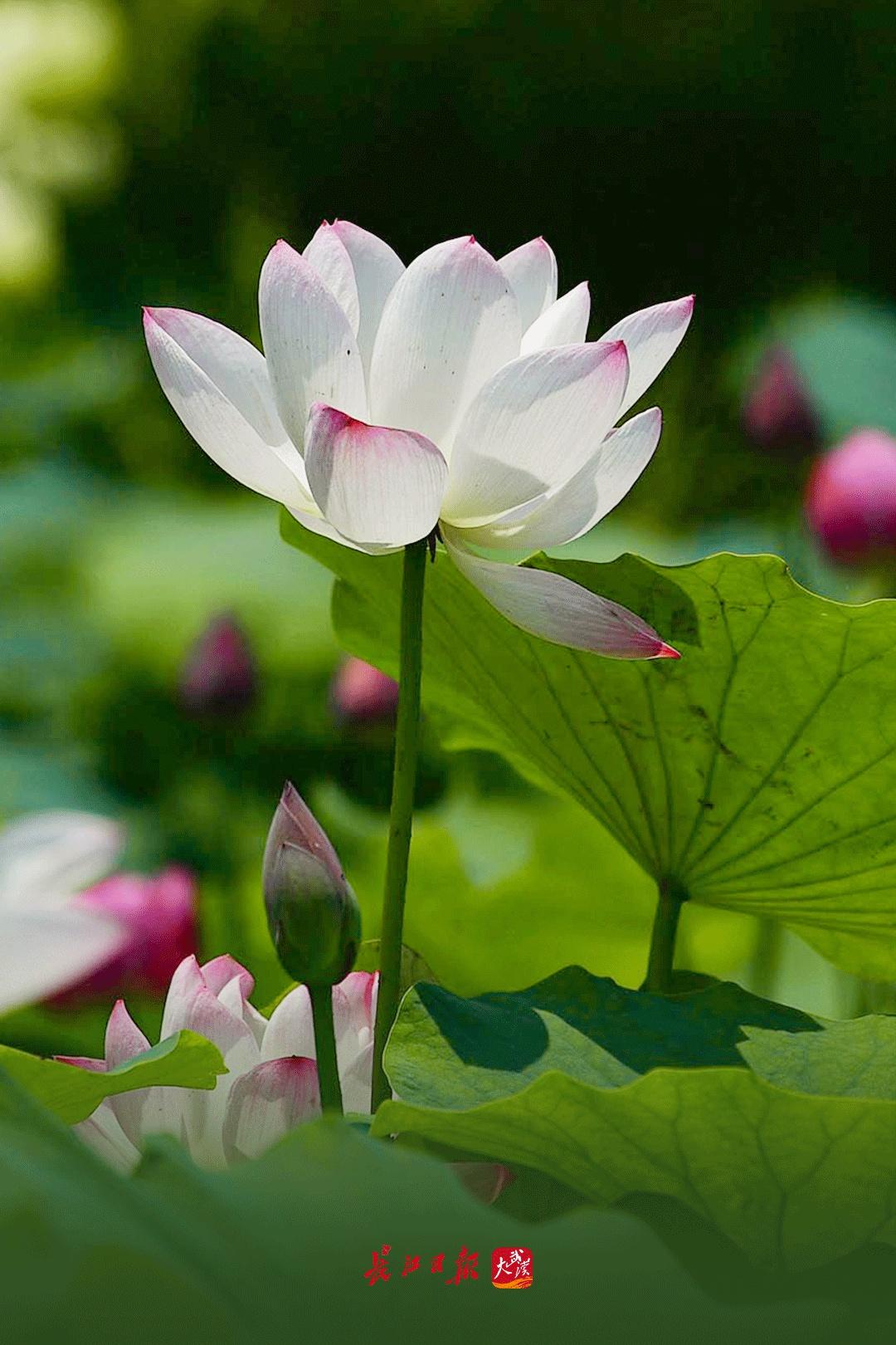 今日，夏至-今天夏至的具体时间