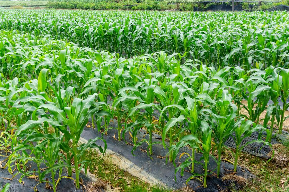 今天夏至，老人说“夏至逢端午，必定是荒年”，啥意思？有啥讲究-夏至与端午节先后顺序