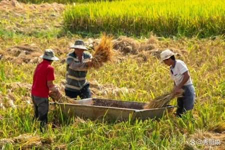 明日夏至，老祖宗留下的关于夏至的6句俗语，每一句都饱含智慧！-关于夏至的俗语谚语