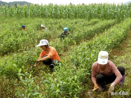 明日夏至，老祖宗留下的关于夏至的6句俗语，每一句都饱含智慧！-关于夏至的俗语谚语