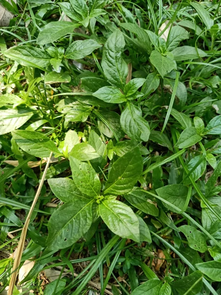 一清热，二解毒，三降火，全身是宝，可惜很多人当草，夏天使劲吃-清热解毒就是清火吗