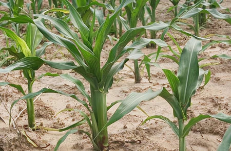 “夏至端午前，必定是荒年”？今年夏至前的端午，是否会有荒年？-今年夏至是什么日子