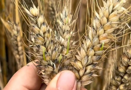 “夏至端午前，必定是荒年”？今年夏至前的端午，是否会有荒年？-今年夏至是什么日子