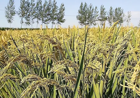 “夏至端午前，必定是荒年”？今年夏至前的端午，是否会有荒年？-今年夏至是什么日子
