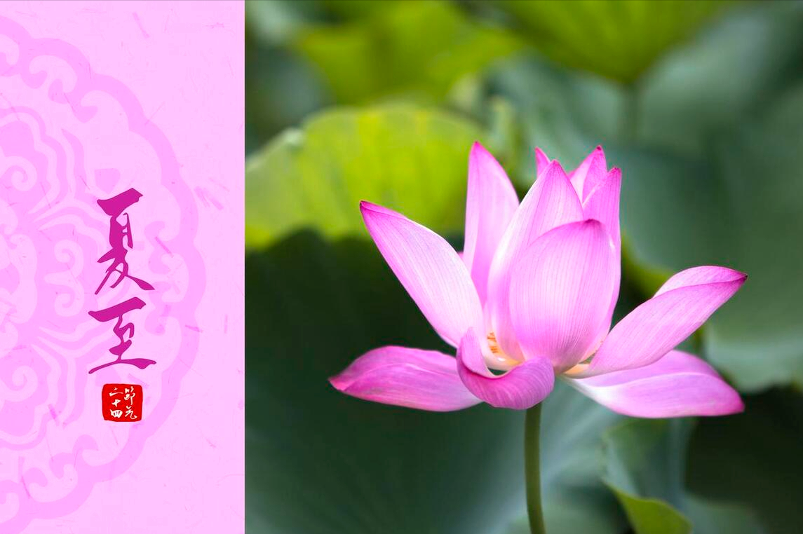 “夏至吃一宝，四季无烦恼”，南北方“1宝”各不同，分别指啥？-夏至食什么好