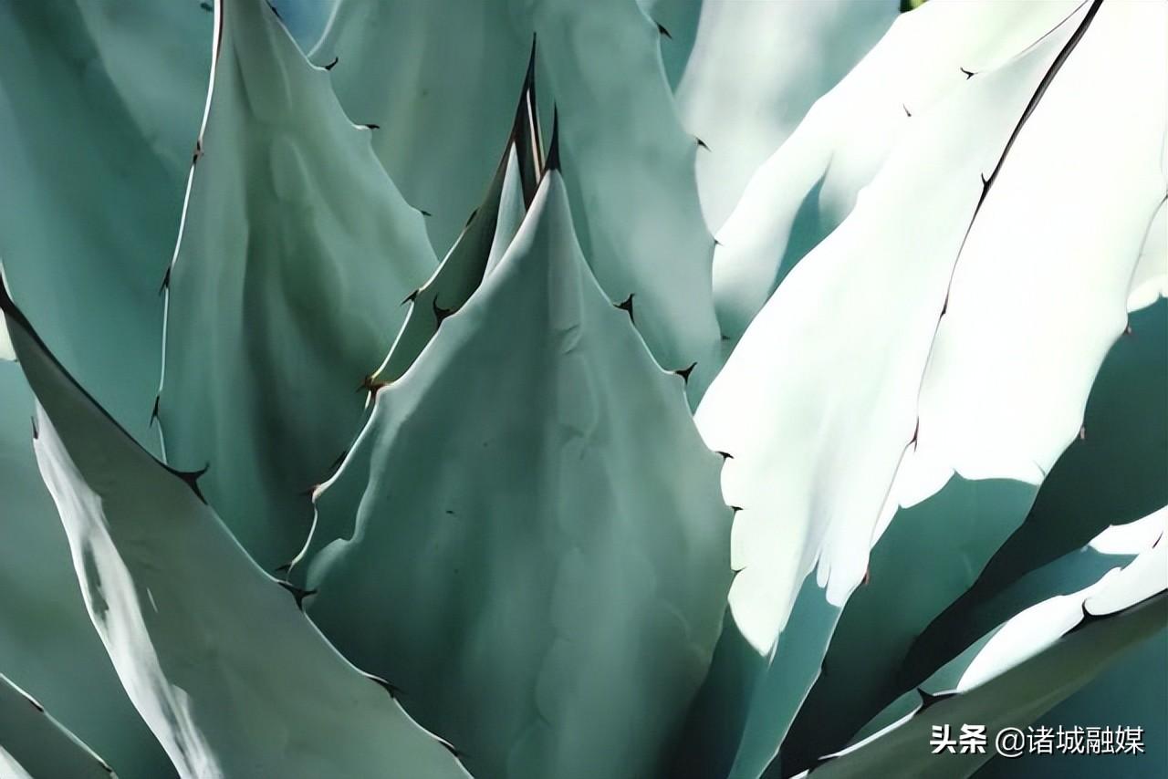 网络中国节·端午 | 10首关于端午节的诗词，你知道多少？-关于端午节的诗有哪些诗句三年级下册