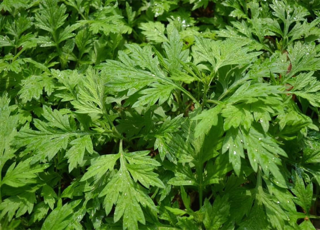 最经典的10首“端午节诗词”，苏轼、陆游和文天祥谁写得最好？-端午节最著名的诗词是哪一首